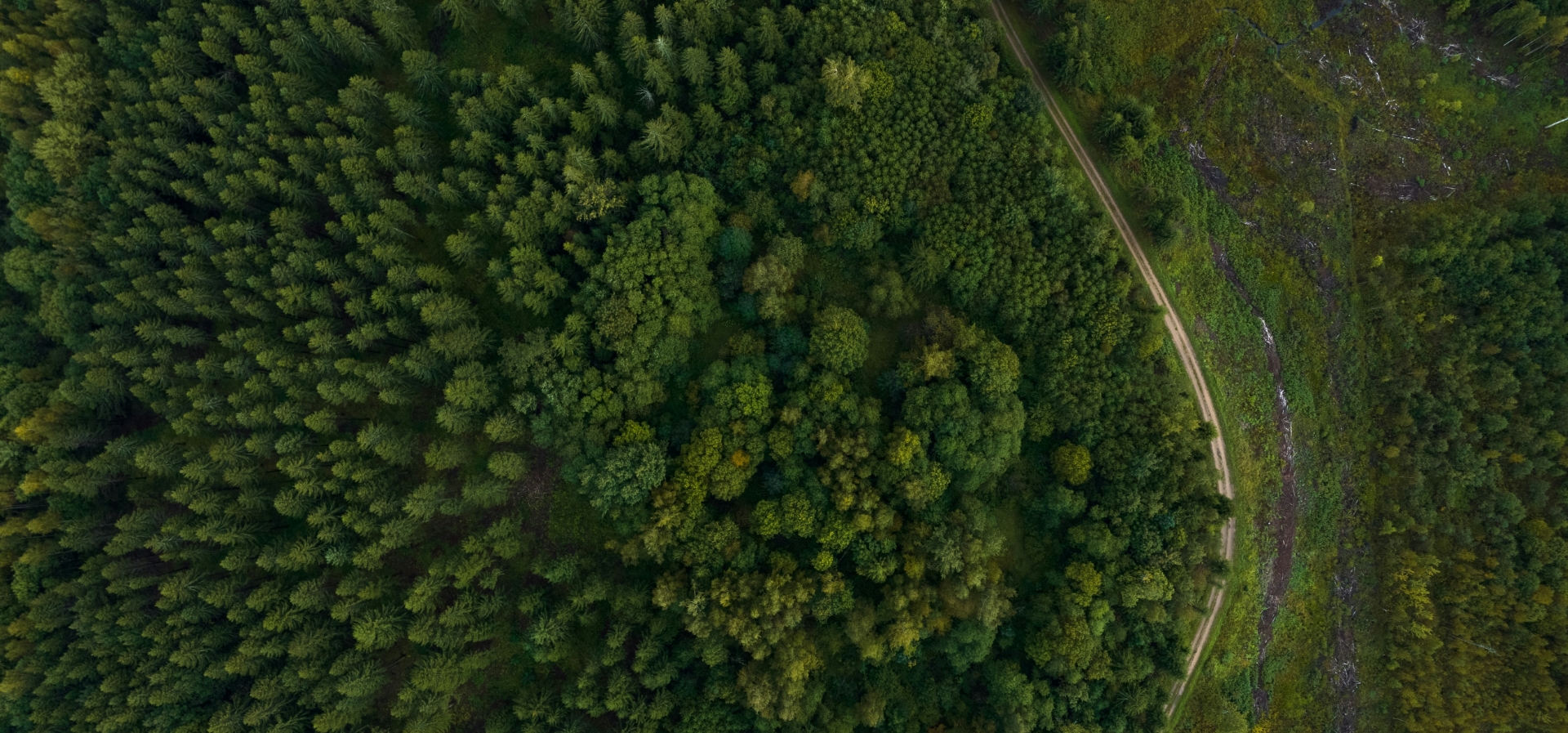Vue aérienne forêt verte et chemin sinueux.